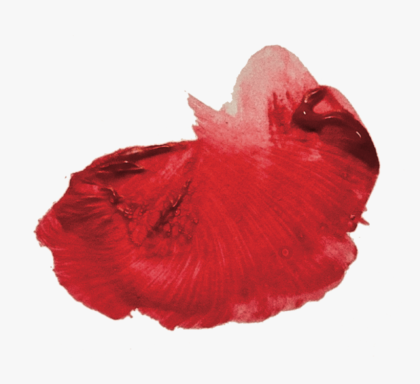 Fish, HD Png Download