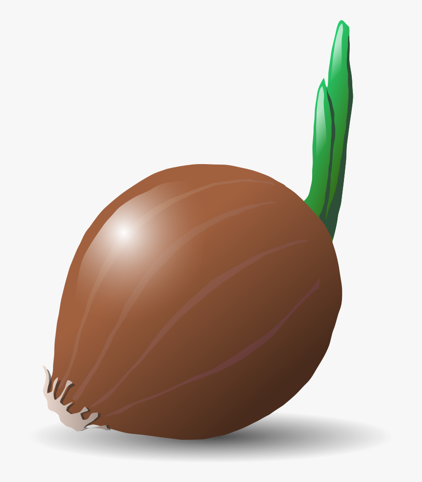 Onion - Vegetable Clip Art, HD Png Download