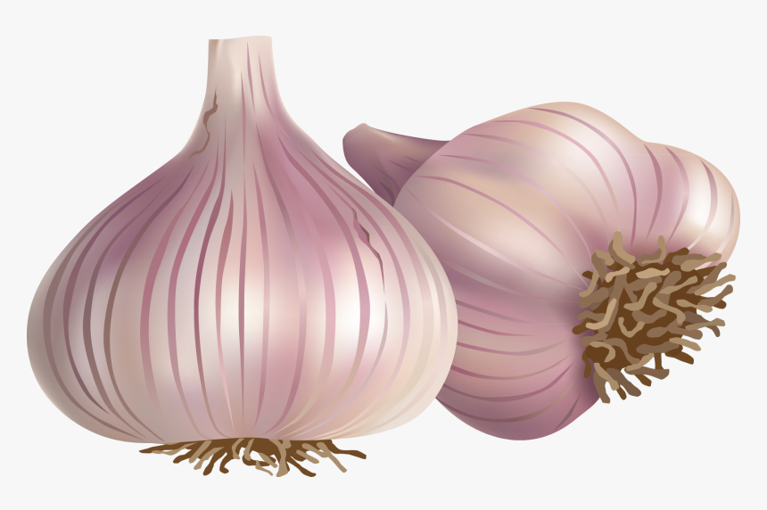 Clipart Library Black Garlic Condiment Hand - Garlic Vector Free Download, HD Png Download