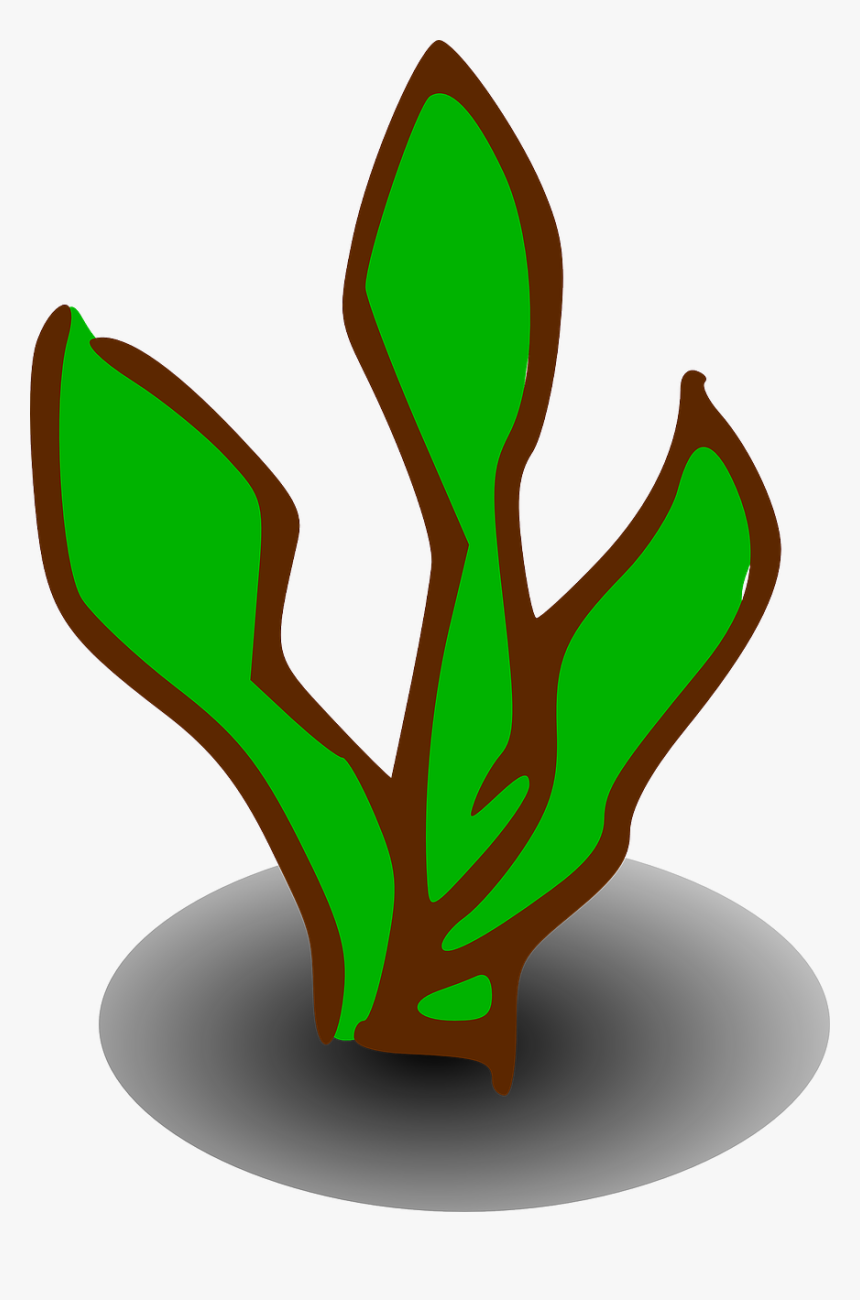 Transparent Bush Png - Clip Art Of Kelp, Png Download