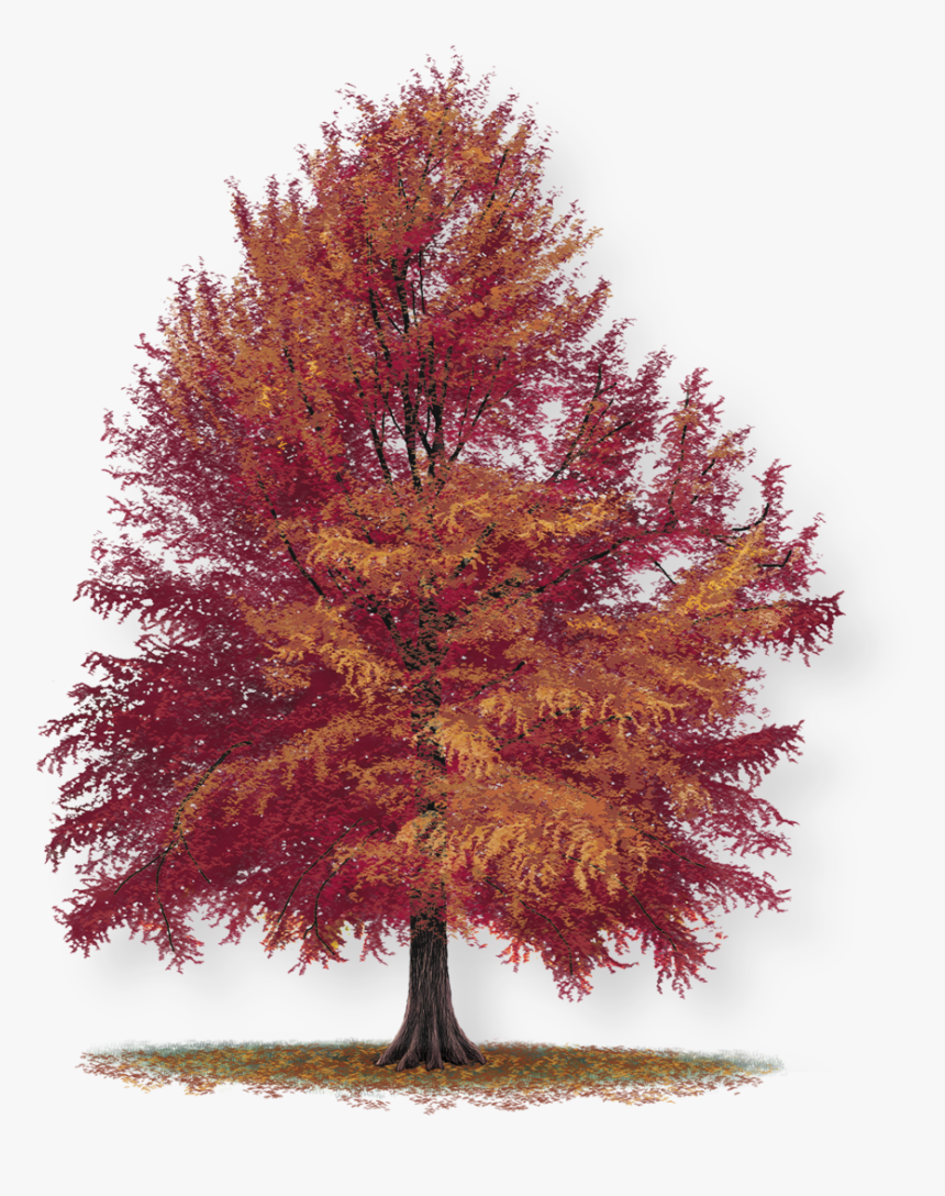 Bald Cypress Nc, HD Png Download