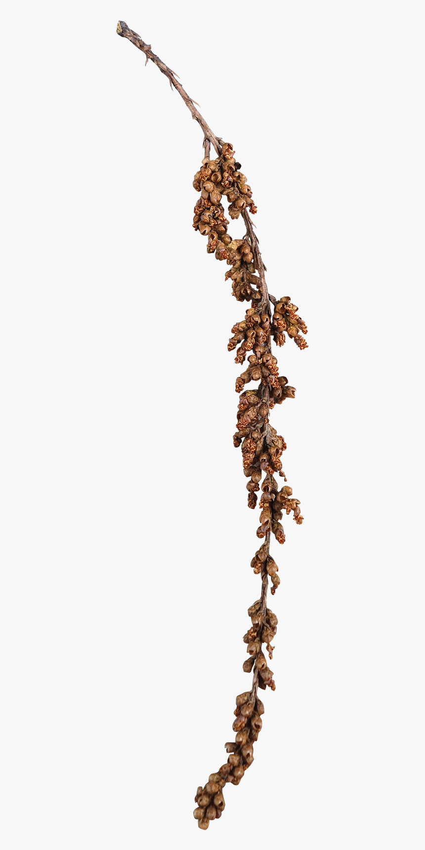 White Walnut, HD Png Download