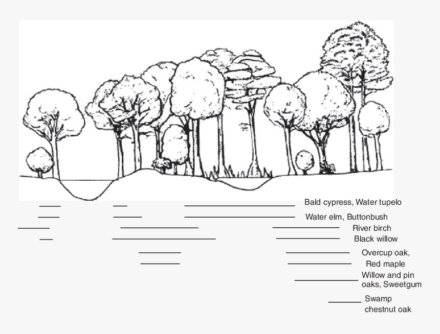 Lowland Vegetation Distributions Associated With Varying - Sketch, HD Png Download