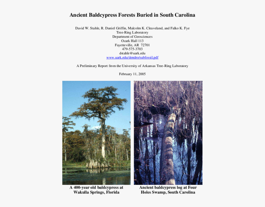 Sabal Palmetto, HD Png Download