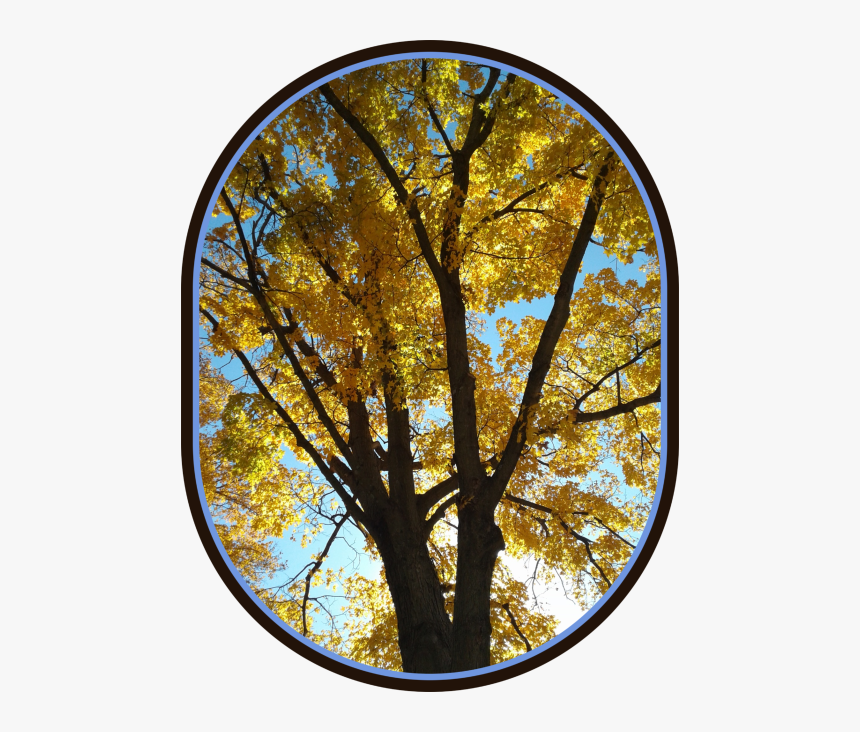 2018 10 22 Yellow Tree - Circle, HD Png Download