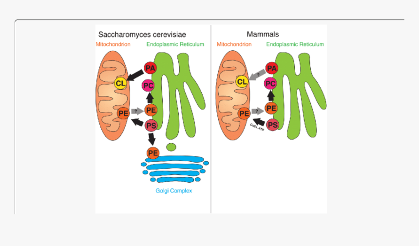 Overview Of Er-mitochondria Lipid Flux In Yeast And - Phosphatidic Acid Endoplasmic Reticulum, HD Png Download