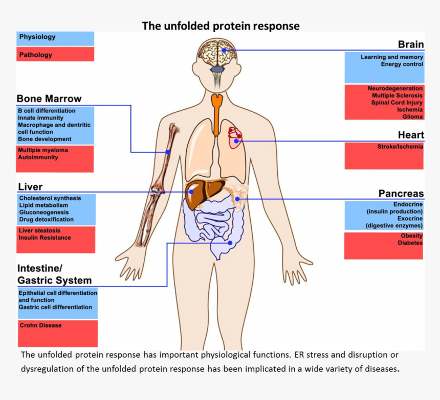 Upr - Cartoon, HD Png Download