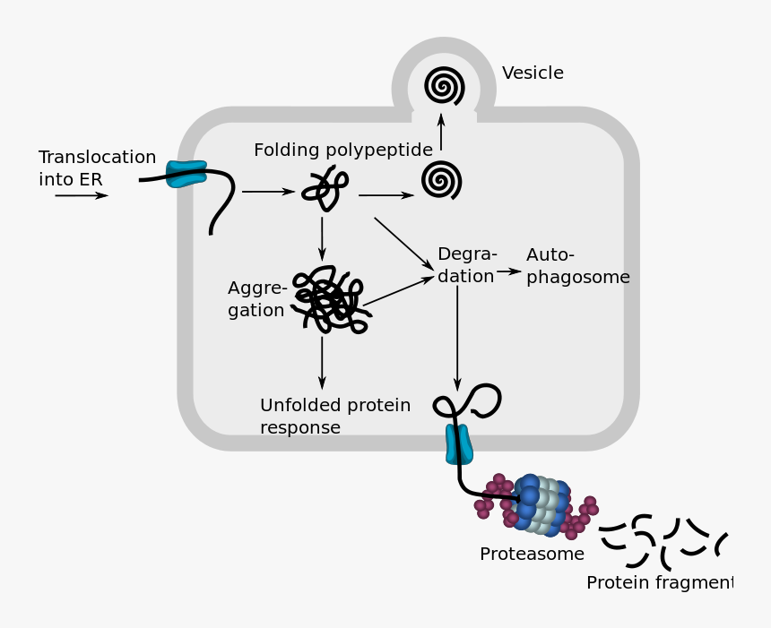 Endoplasmic Reticulum Associated Protein Degradation - Endoplasmic Reticulum Associated Degradation, HD Png Download