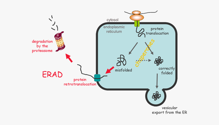 Diagram, HD Png Download