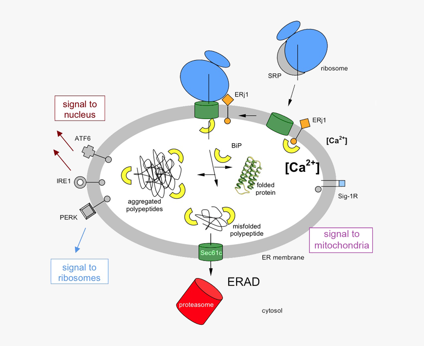 Hspa5 Protein, HD Png Download