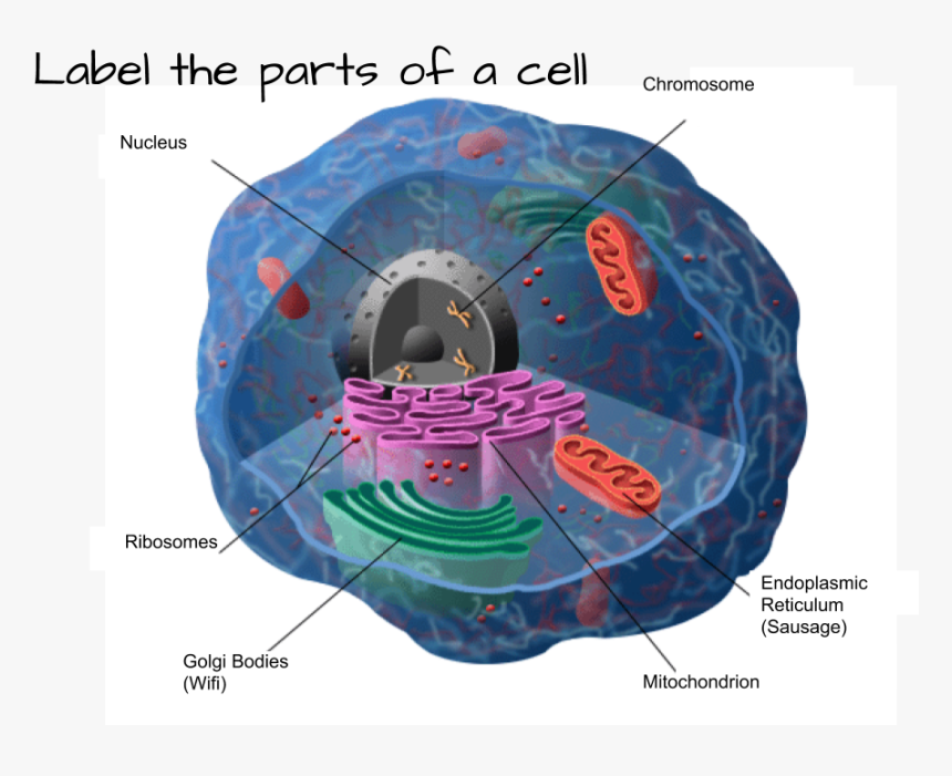 Cells Anatomy, HD Png Download