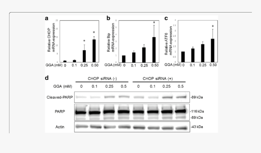 Fibrotic Marker Lx2, HD Png Download