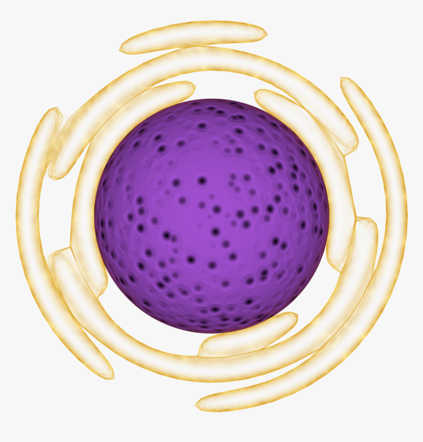 Circle, HD Png Download