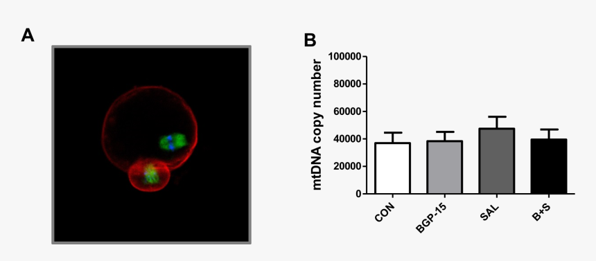 Diagram, HD Png Download