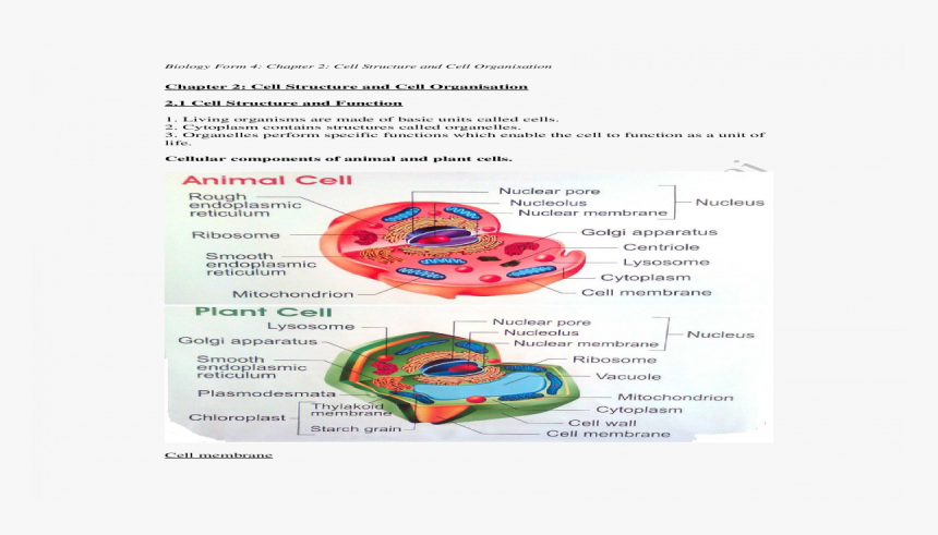 Flyer, HD Png Download