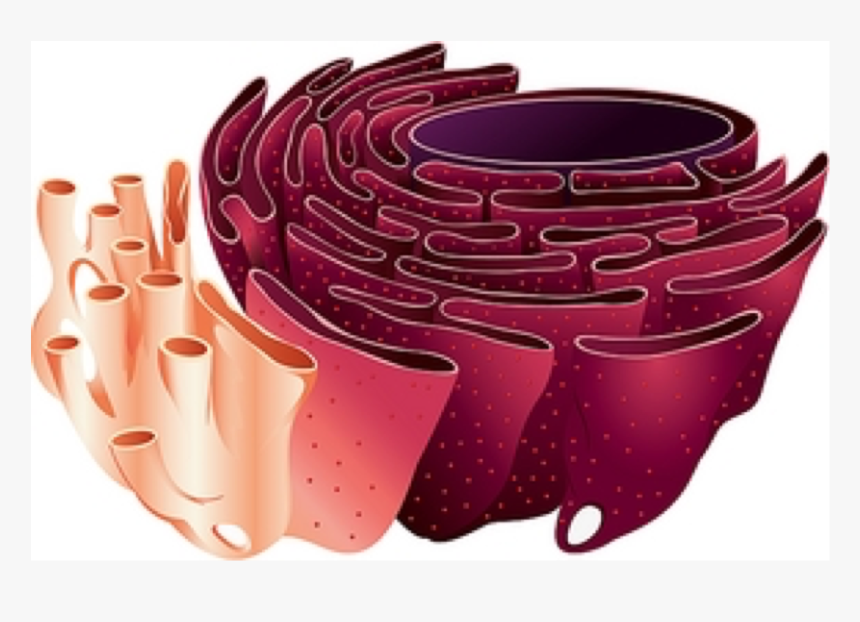 Er Of A Cell, HD Png Download