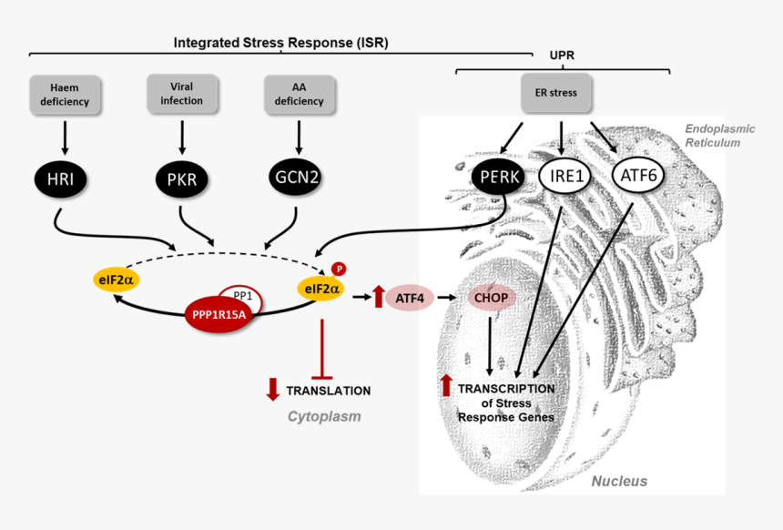 Integrated Stress Response And Disease, HD Png Download