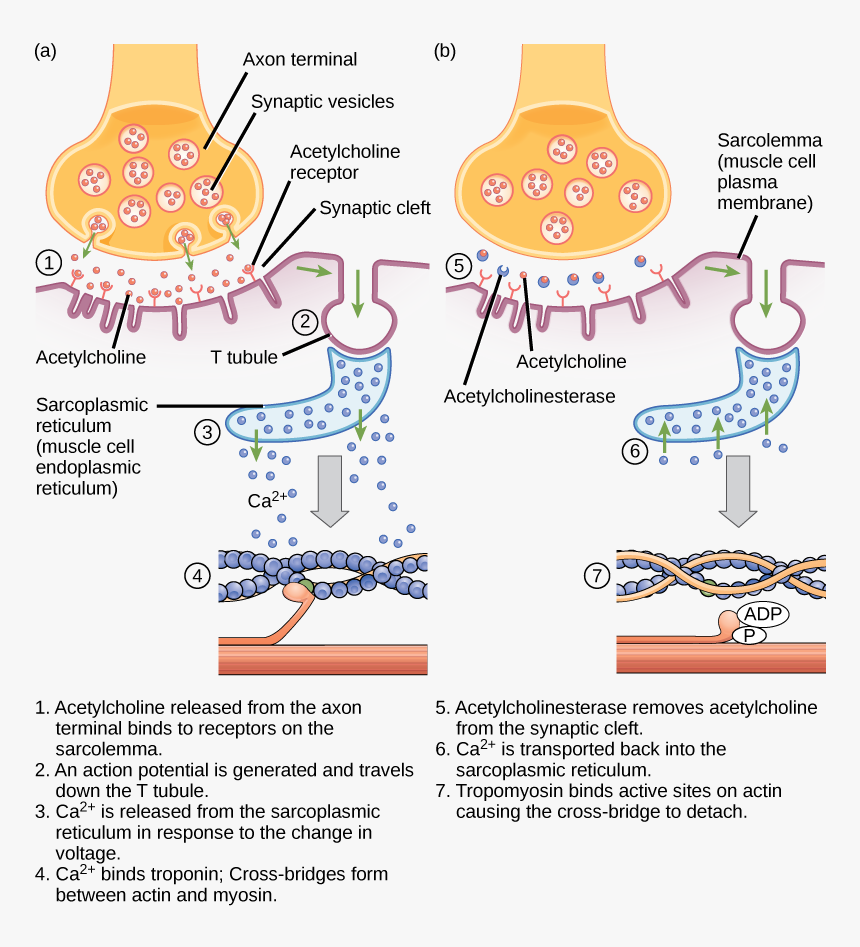 Transparent Endoplasmic Reticulum Clipart - Diagram Excitation Contraction Coupling, HD Png Download