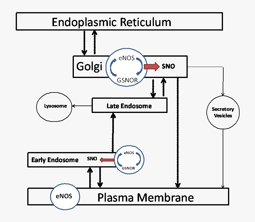 Endoplasmic Reticulum Png, Transparent Png
