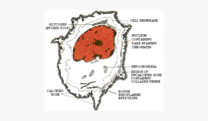 Bone Cell Diagram, HD Png Download