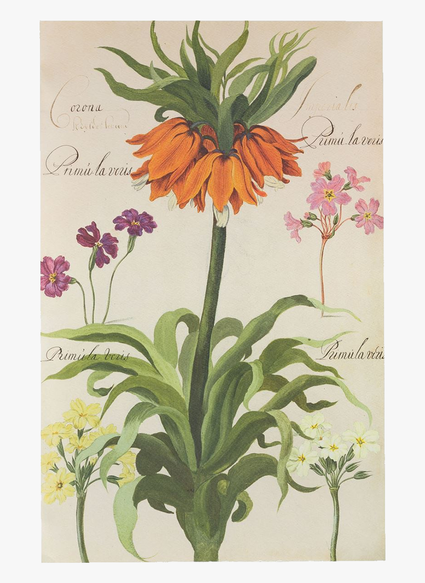 Picture Of Crown Imperial Flower Plates De Geest - Crown Imperial Flower, HD Png Download