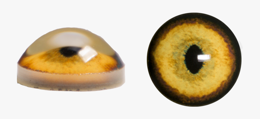 Circle, HD Png Download