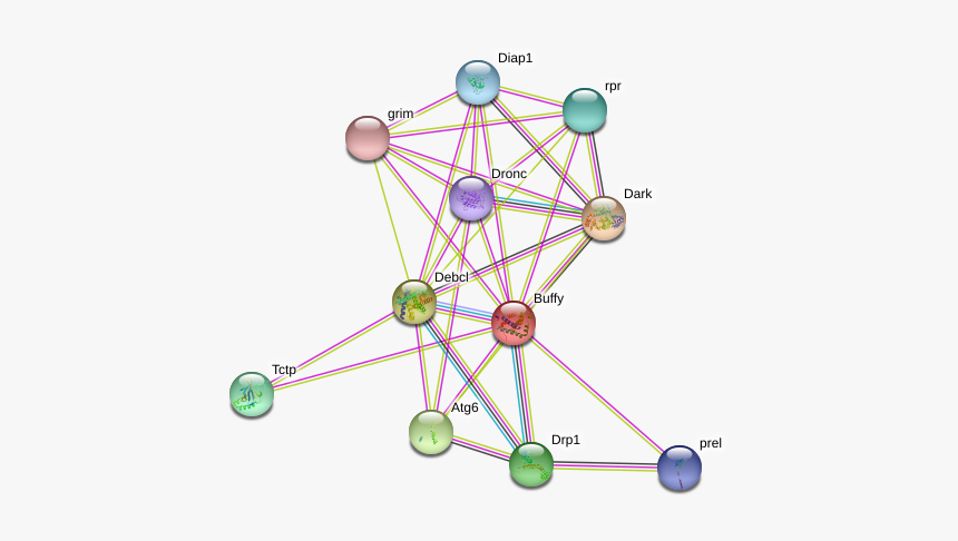Buffy Protein - Circle, HD Png Download