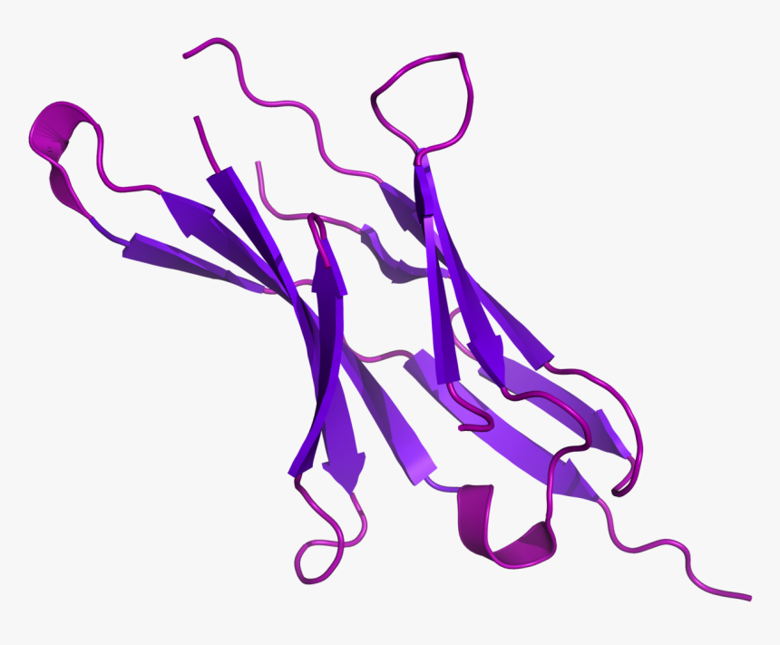 Pd 1 Protein, HD Png Download