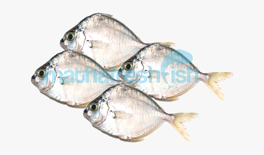 Gulf Flounder, HD Png Download