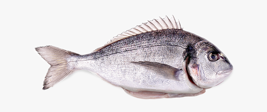 Red Seabream, HD Png Download