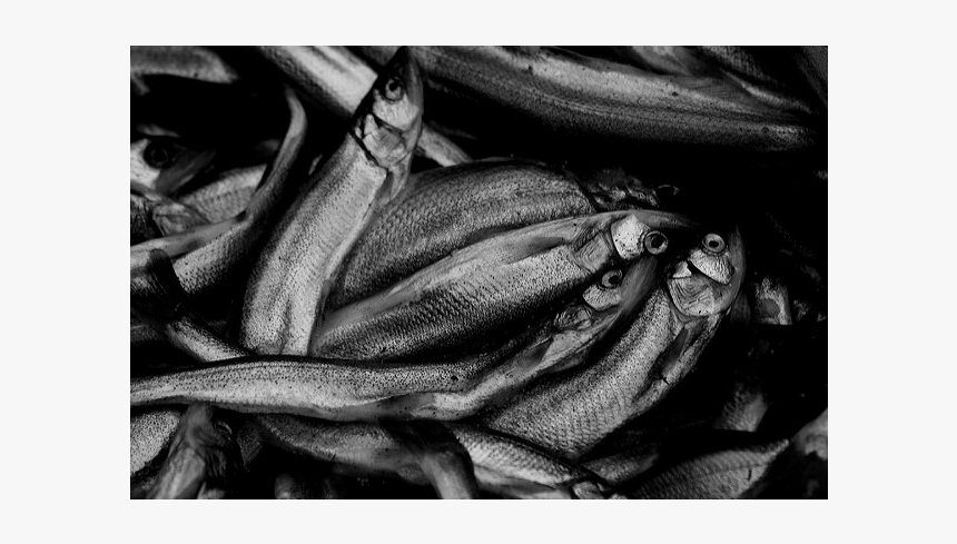 Oolichan, HD Png Download