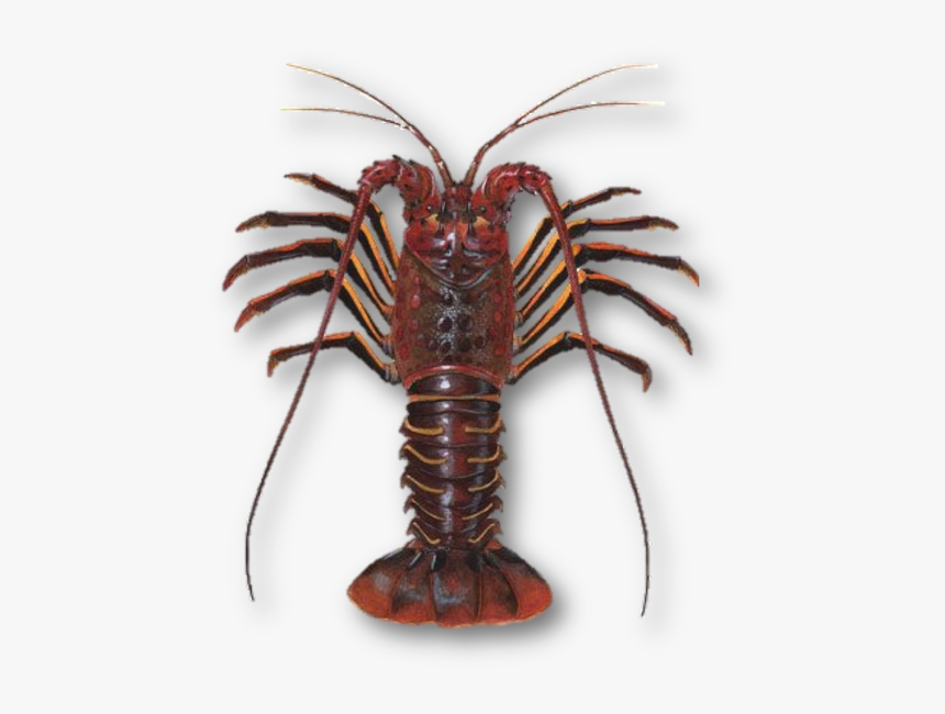 Difference Between Lobster And Crayfish, HD Png Download