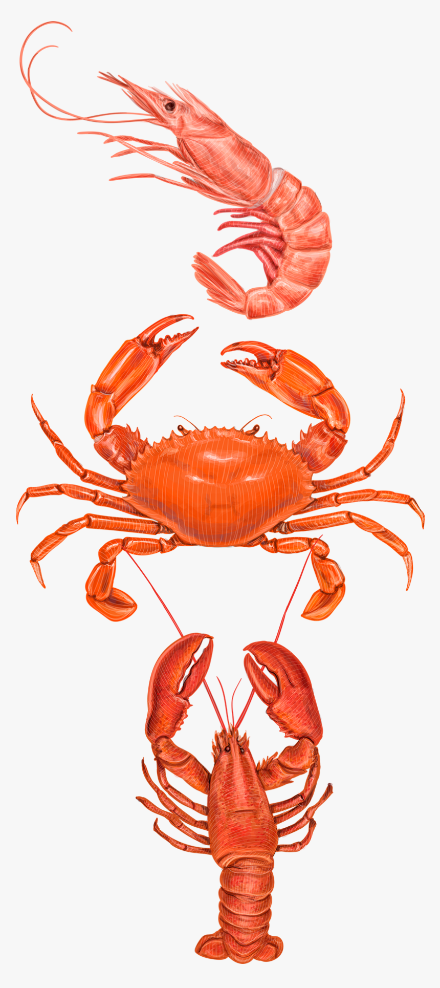 Crabs Clipart Prawn Fish - Types Of Crabs In The Philippines, HD Png Download