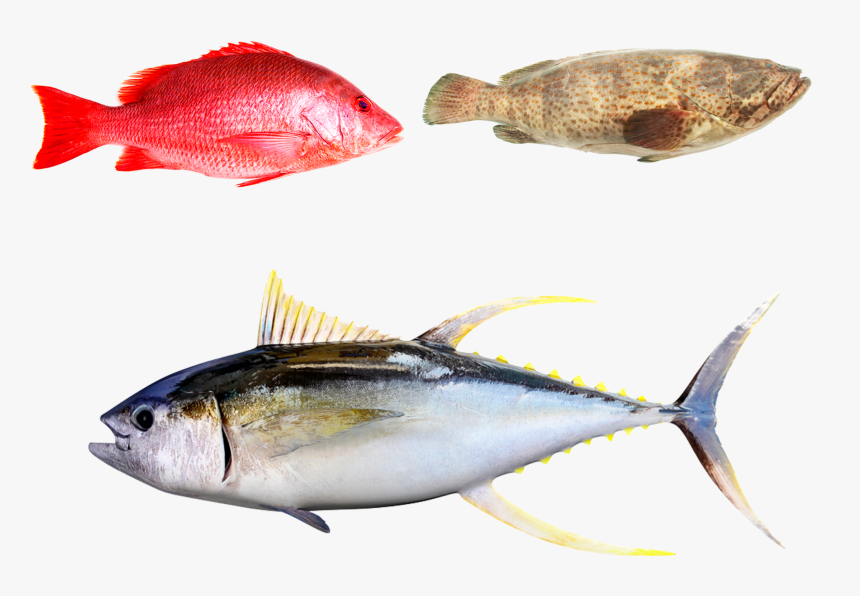 Exotische Vis - Red Snapper Chemballi Fish, HD Png Download