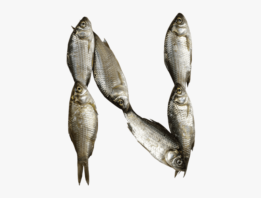 Fish Font - Fonts Alphabet Fish, HD Png Download