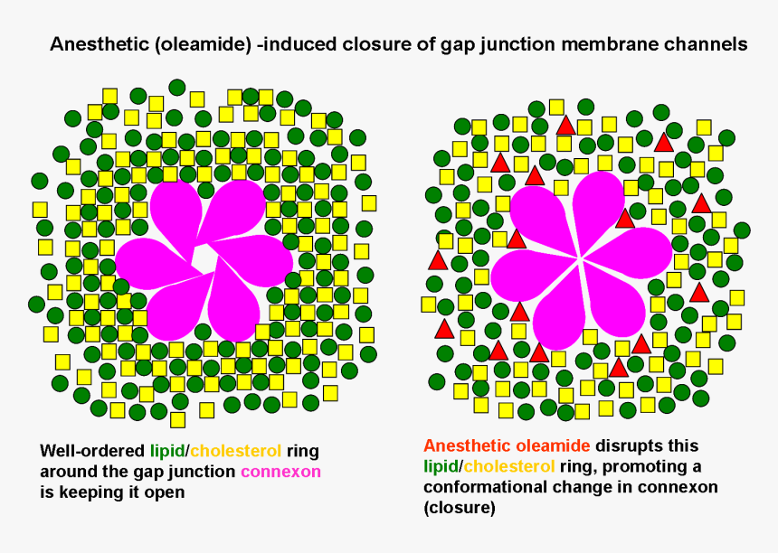 Anesthetic Oleamide-induced Closure Of Gap Junction - Gap Junction, HD Png Download