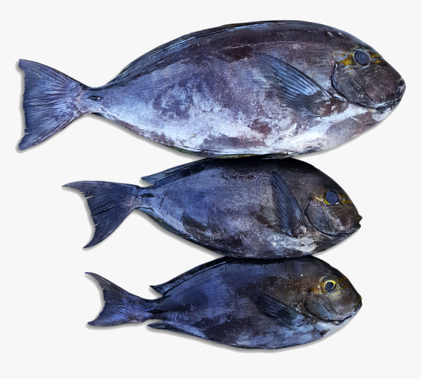 Escolar, HD Png Download