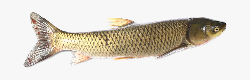 Lunge, HD Png Download