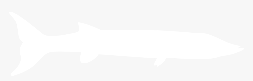 Barracuda - Marine Mammal, HD Png Download