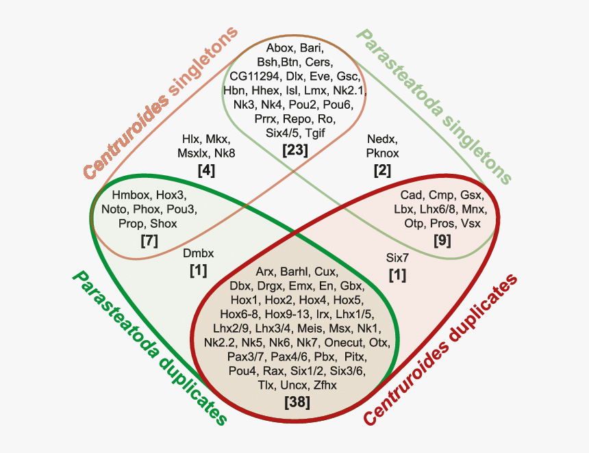 Circle, HD Png Download