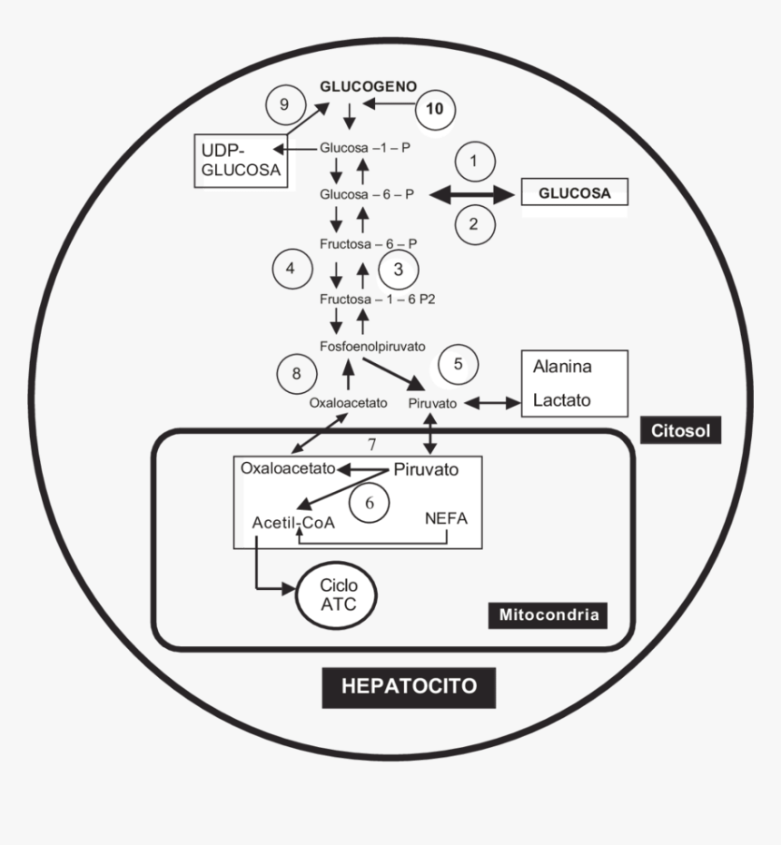 Diagram, HD Png Download