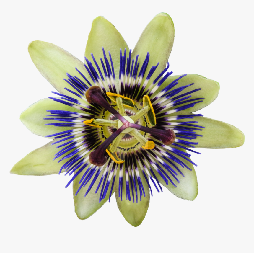 Passion-flower - Passionflower Png, Transparent Png