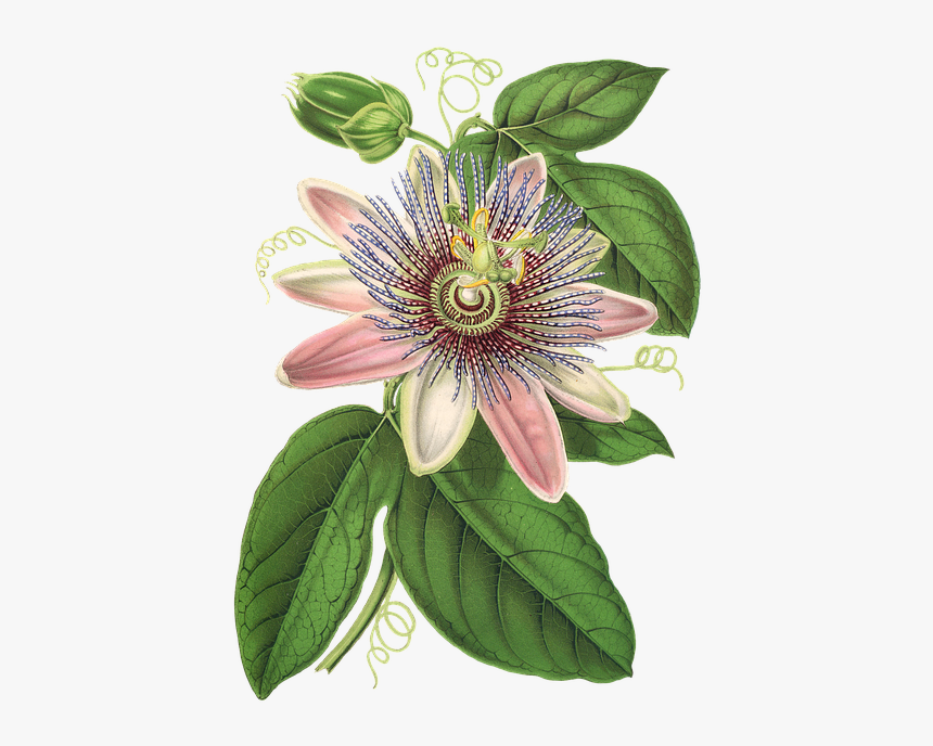 Passion Flower, Flower, Plant, Blossom, Bloom, Vintage - Passion Flower Png, Transparent Png