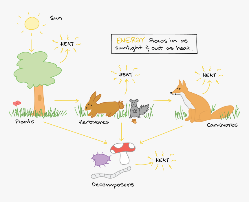 Energy Flow Diagram In Ecosystems, HD Png Download