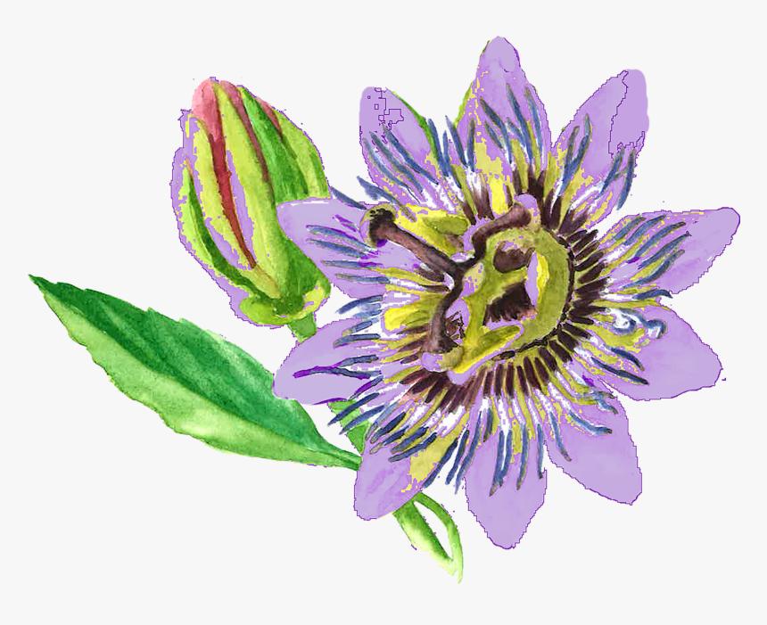 Featured image of post Passion Flower Png - 178 transparent png illustrations and cipart matching passion flower.