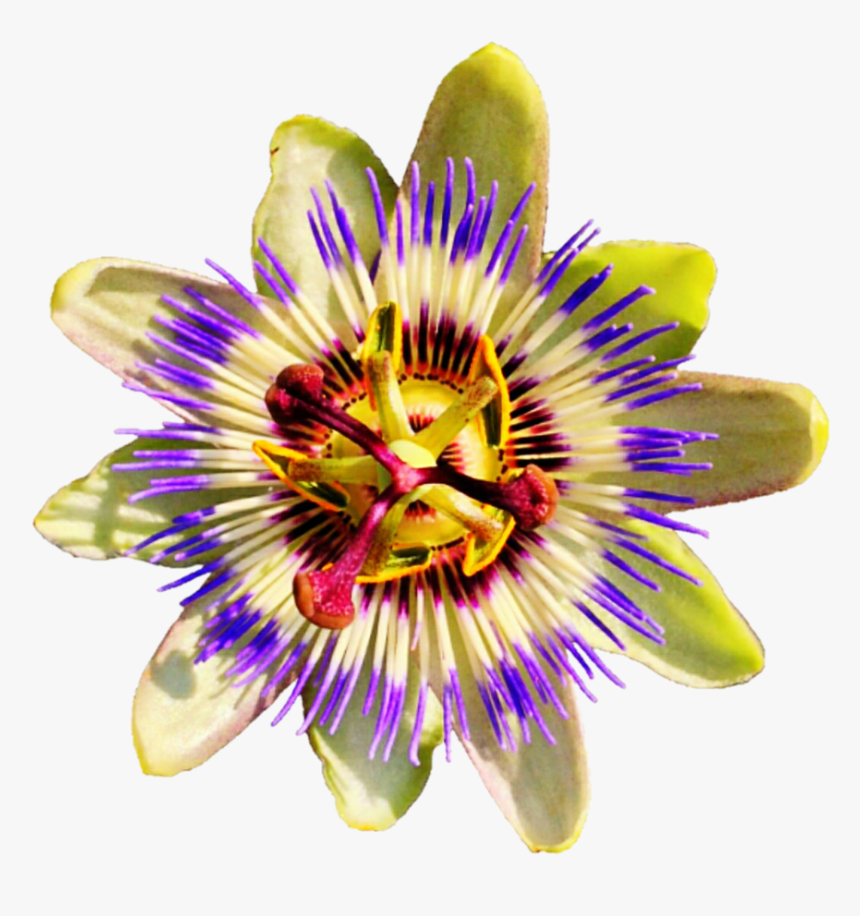 Passion Flower No Background, Hd Png Download , Png Passion Fruit