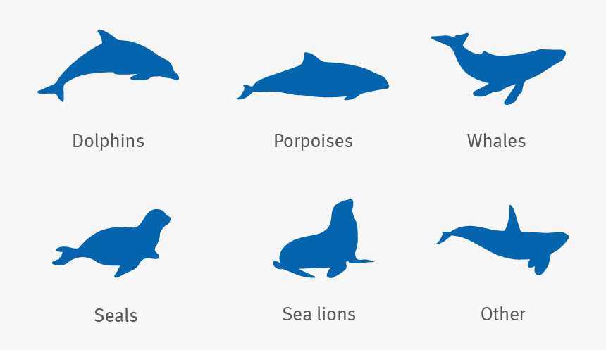 Dolphin, Porpoise, Whale, Seal And Sea Lion Silhouettes, HD Png Download