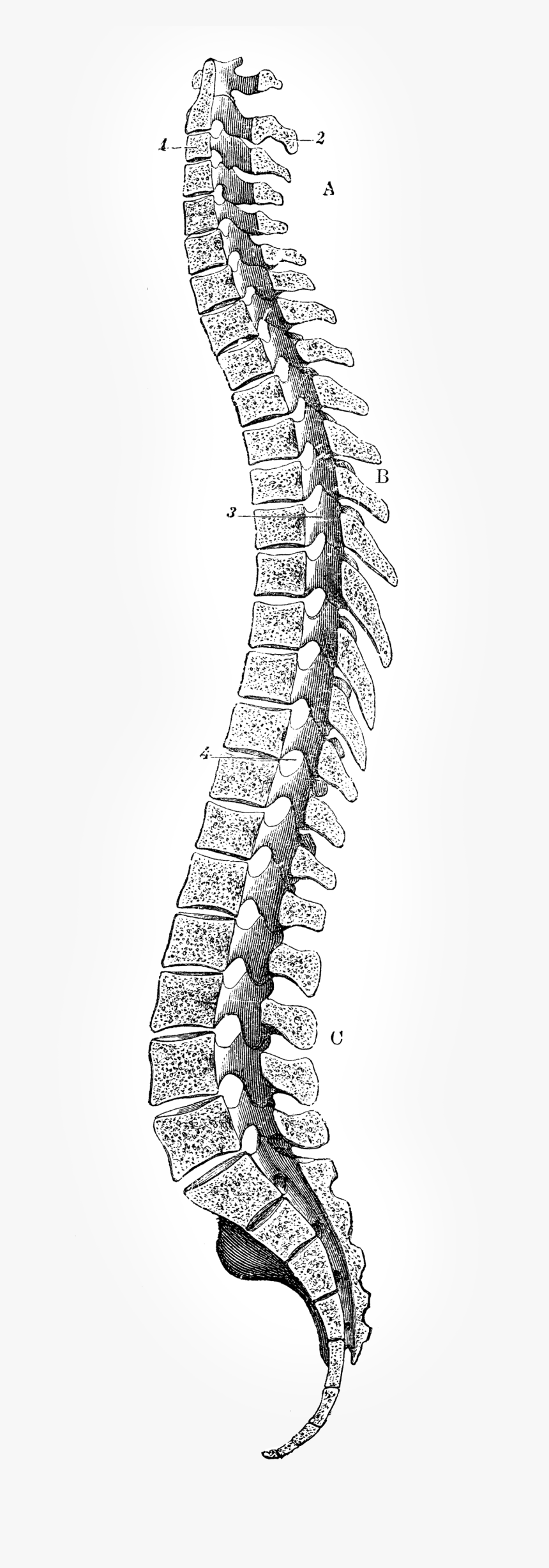 Clip Art Coluna Vertebral Png - High Resolution Spinal Cord, Transparent Png