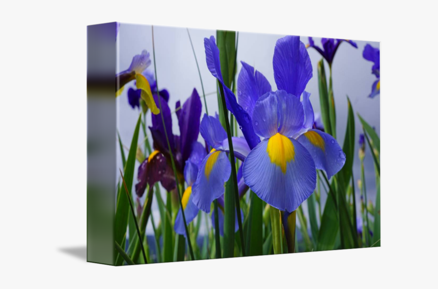 Irises Flowers Garden Purple - Irises, HD Png Download