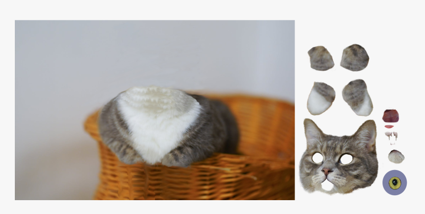 Cat, HD Png Download